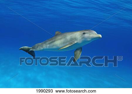 Atlantic Bottlenose Dolphin, (Tursiops Truncatus) View Large Photo Image Stock Image - Atlantic Bottlenose Dolphin, (Tursiops Truncatus). Fotosearch