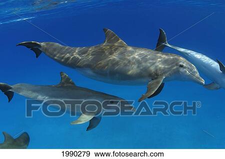 Atlantic Bottlenose Dolphin, (Tursiops Truncatus) View Large Photo Image Stock Photo - Atlantic Bottlenose Dolphin, (Tursiops Truncatus). Fotosearch