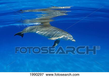 Stock Photo - Atlantic Bottlenose Dolphin, (Tursiops Truncatus). Fotosearch