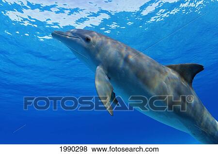 Atlantic Bottlenose Dolphin, (Tursiops Truncatus) View Large Photo Image Stock Photo - Atlantic Bottlenose Dolphin, (Tursiops Truncatus). Fotosearch