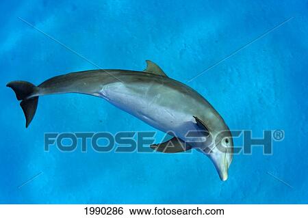 Stock Photograph - Atlantic Bottlenose Dolphin, (Tursiops Truncatus). Fotosearch