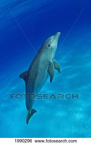 Atlantic Bottlenose Dolphin, (Tursiops Truncatus) View Large Photo Image Stock Photograph - Atlantic Bottlenose Dolphin, (Tursiops Truncatus). Fotosearch