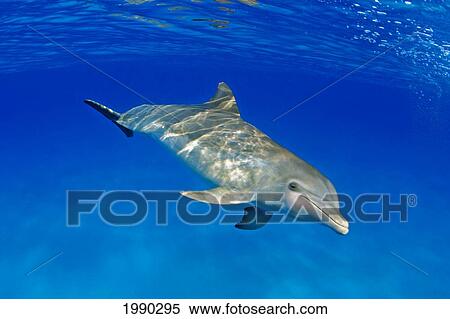 Atlantic Bottlenose Dolphin, (Tursiops Truncatus) View Large Photo Image Stock Photography - Atlantic Bottlenose Dolphin, (Tursiops Truncatus). Fotosearch