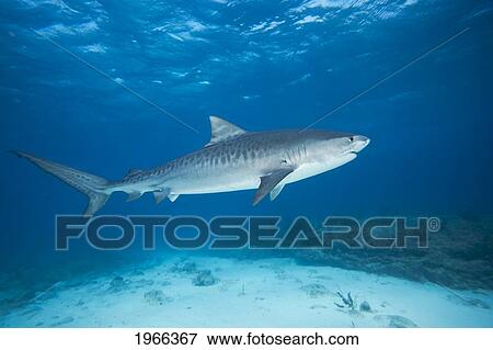 Stock Photo - Atlantic Ocean, Bahamas, Tiger Shark (Galeocerdo Cuvier) Over Shallow Ocean Floor.. Fotosearch