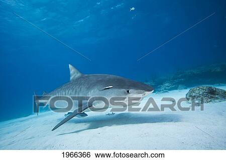 Stock Photograph - Atlantic Ocean, Bahamas, Tiger Shark (Galeocerdo Cuvier) Over Shallow Ocean Floor.. Fotosearch