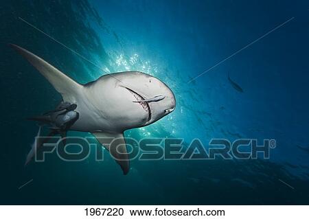 Atlantic Ocean, Grand Bahamas, West End, Lemon Shark (Negaprion Brevirostris) And Remoras. View Large Photo Image Stock Image - Atlantic Ocean, Grand Bahamas, West End, Lemon Shark (Negaprion Brevirostris) And Remoras.. Fotosearch