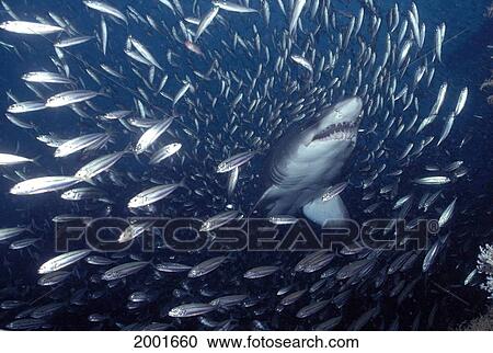 Atlantic Ocean Sand Tiger Shark Through School Small Fish (Carcharias Taurus) View Large Photo Image Stock Image - Atlantic Ocean Sand Tiger Shark Through School Small Fish (Carcharias Taurus). Fotosearch