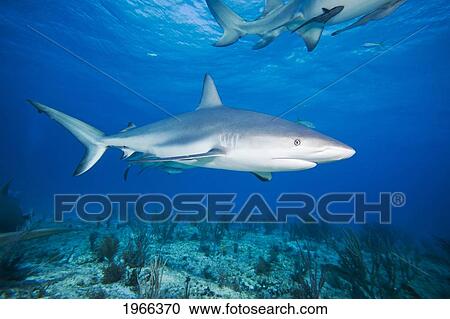 Atlantic Ocean, West End Of Grand Bahamas, Caribbean Reef Shark (Carcharhinus Perezi) Over Ocean Reef. View Large Photo Image Stock Image - Atlantic Ocean, West End Of Grand Bahamas, Caribbean Reef Shark (Carcharhinus Perezi) Over Ocean Reef.. Fotosearch