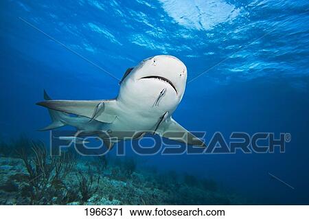 Atlantic Ocean, West End Of Grand Bahamas, Lemon Shark (Negaprion Brevirostris) Over Ocean Reef, Remoras Attached To Shark's Underside. View Large Photo Image Stock Image - Atlantic Ocean, West End Of Grand Bahamas, Lemon Shark (Negaprion Brevirostris) Over Ocean Reef, Remoras Attached To Shark's Underside.. Fotosearch