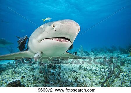 Stock Image - Atlantic Ocean, West End Of Grand Bahamas, Lemon Shark (Negaprion Brevirostris) Over Ocean Reef, Remoras Attached To Shark's Underside.. Fotosearch