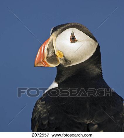 Stock Photo - Atlantic Puffin In Breeding Plumage, July, Newfoundland. Fotosearch