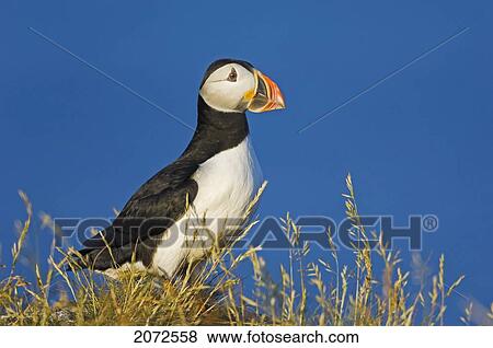 Stock Photo - Atlantic Puffin In Breeding Plumage, July, Newfoundland. Fotosearch