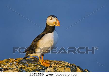 Stock Photo - Atlantic Puffin In Breeding Plumage, July, Newfoundland. Fotosearch