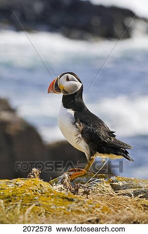 Stock Photo - Atlantic Puffin In Breeding Plumage, July, Newfoundland. Fotosearch