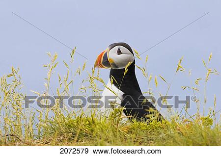 Atlantic Puffin In Breeding Plumage, July, Newfoundland View Large Photo Image Stock Photo - Atlantic Puffin In Breeding Plumage, July, Newfoundland. Fotosearch