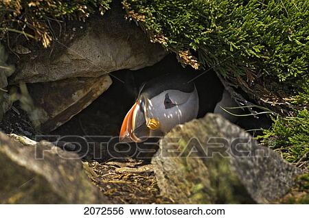 Stock Photograph - Atlantic Puffin In Breeding Plumage, July, Newfoundland. Fotosearch