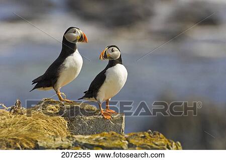 Stock Photography - Atlantic Puffin In Breeding Plumage, July, Newfoundland. Fotosearch