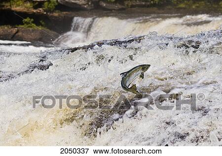 Stock Photo - Atlantic Salmon Adult Leaps Up Falls Migrating Upstream To Spawning Grounds, Humber River, Newfoundland. Fotosearch