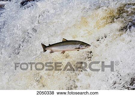 Stock Photo - Atlantic Salmon Adult Leaps Up Falls Migrating Upstream To Spawning Grounds, Humber River, Newfoundland. Fotosearch