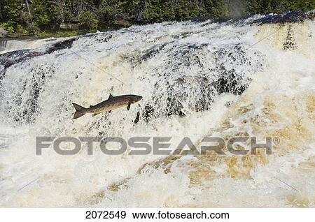 Stock Photo - Atlantic Salmon Adult Leaps Up Falls While Migrating Upstream To Spawning Grounds, Humber River, Newfoundland. Fotosearch