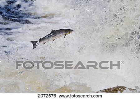 Stock Photograph - Atlantic Salmon Adult Leaps Up Falls While Migrating Upstream To Spawning Grounds, Humber River, Newfoundland. Fotosearch