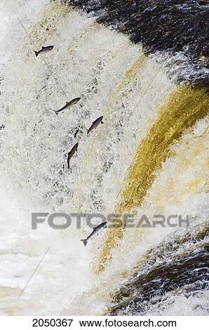 Stock Photo - Atlantic Salmon Adults Leap Up Falls While Migrating Upstream To Spawning Grounds, Humber River, Newfoundland. Fotosearch