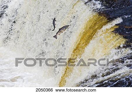 Stock Photograph - Atlantic Salmon Adults Leap Up Falls While Migrating Upstream To Spawning Grounds, Humber River, Newfoundland. Fotosearch
