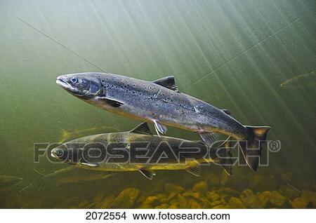 Picture - Atlantic Salmon Adults Migrate From Salt Water Of North Atlantic Ocean Upstream Through Freshwater Of Their Natal River To Reach Spawning Grounds, Exploits River, Newfoundland. Fotosearch