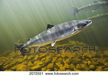 Stock Image - Atlantic Salmon Adults Migrate From Salt Water Of North Atlantic Ocean Upstream Through Freshwater Of Their Natal River To Reach Spawning Grounds, Exploits River, Newfoundland. Fotosearch