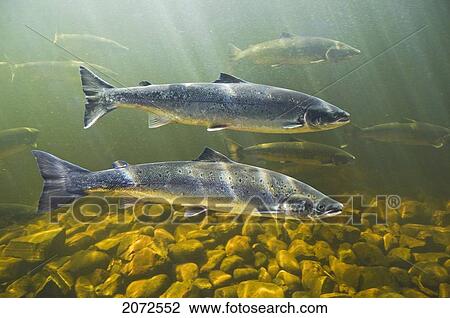 Stock Image - Atlantic Salmon Adults Migrate From Salt Water Of North Atlantic Ocean Upstream Through Freshwater Of Their Natal River To Reach Spawning Grounds, Exploits River, Newfoundland. Fotosearch