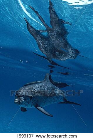 Atlantic Spotted Dolphin Near Surface With Mirror Reflections On Water B1880 View Large Photo Image Stock Photo - Atlantic Spotted Dolphin Near Surface With Mirror Reflections On Water B1880. Fotosearch