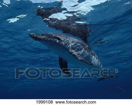 Stock Photo - Atlantic Spotted Dolphin Near Surface With Mirror Reflection B1873. Fotosearch
