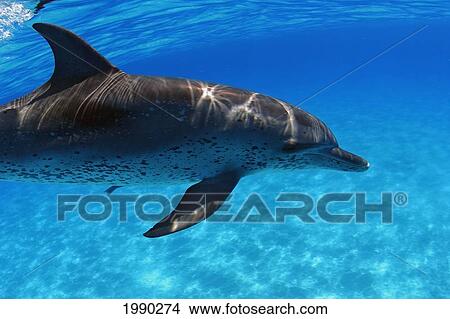 Atlantic Spotted Dolphin, Stenella Plagiodon, Close-Up View Large Photo Image Picture - Atlantic Spotted Dolphin, Stenella Plagiodon, Close-Up. Fotosearch
