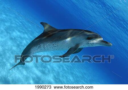 Atlantic Spotted Dolphin, Stenella Plagiodon, Close-Up View Large Photo Image Stock Image - Atlantic Spotted Dolphin, Stenella Plagiodon, Close-Up. Fotosearch