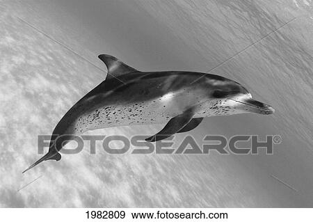 Stock Photo - Atlantic Spotted Dolphin (Stenella Plagiodon) In Shallow Clear Ocean Water (Black And White Photograph).. Fotosearch