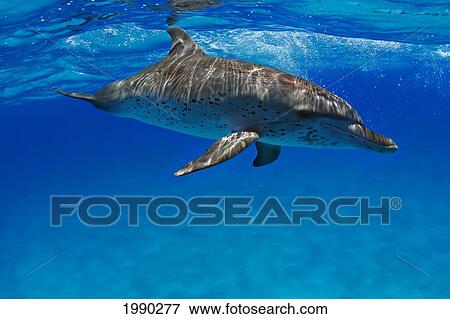 Atlantic Spotted Dolphin, Stenella Plagiodon View Large Photo Image Stock Photo - Atlantic Spotted Dolphin, Stenella Plagiodon. Fotosearch