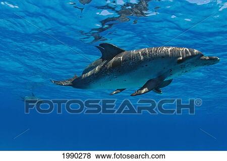 Stock Photo - Atlantic Spotted Dolphin, Stenella Plagiodon. Fotosearch