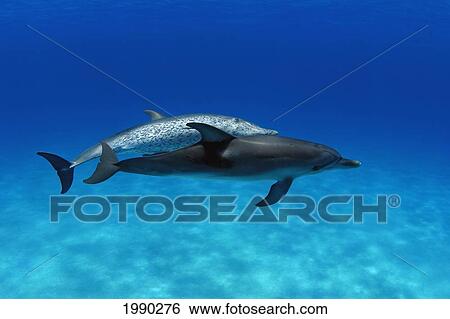 Atlantic Spotted Dolphin, Stenella Plagiodon, Two Swimming Together View Large Photo Image Stock Photograph - Atlantic Spotted Dolphin, Stenella Plagiodon, Two Swimming Together. Fotosearch