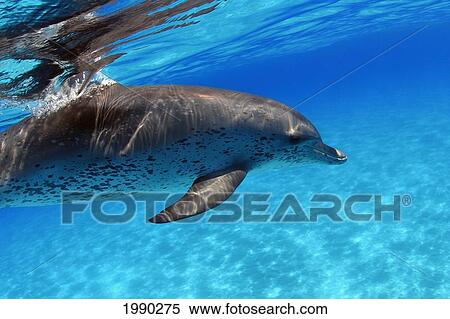 Atlantic Spotted Dolphin, Stenella Plagiodon, Close-Up View Large Photo Image Stock Photography - Atlantic Spotted Dolphin, Stenella Plagiodon, Close-Up. Fotosearch