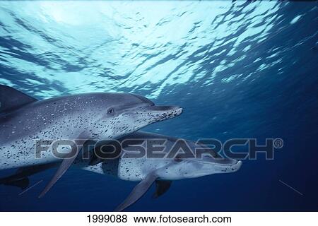 Stock Photo - Atlantic Spotted Dolphins Underwater Close-Up Near Surface, Pair (Stenella Attenuata) B1895. Fotosearch