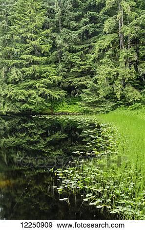 Stock Photo - Auke Creek at outlet of Auke lake; Juneau, Alaska, United States of America. Fotosearch