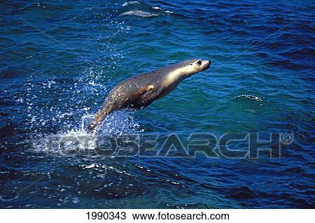 Australia, Australian Sea Lions, Neophoca Cinerea, Launching Into The Air. View Large Photo Image Stock Image - Australia, Australian Sea Lions, Neophoca Cinerea, Launching Into The Air.. Fotosearch