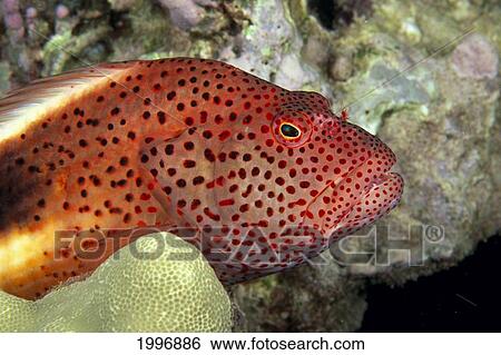 Stock Photograph - Australia, Blackside Hawkfish (Paracirrhites Forsteri) Close-Up In Coral A85F. Fotosearch