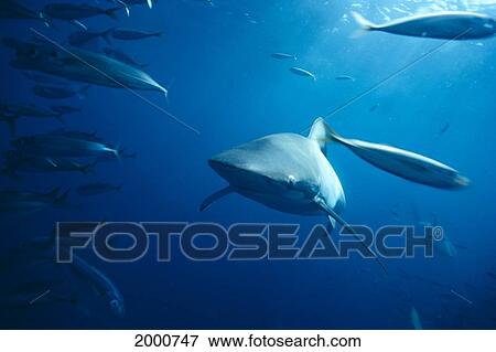 Australia, Bronze Whaler Shark And Mackerel (Carcharhinus Brachyurus) C2047 View Large Photo Image Stock Photo - Australia, Bronze Whaler Shark And Mackerel (Carcharhinus Brachyurus) C2047. Fotosearch