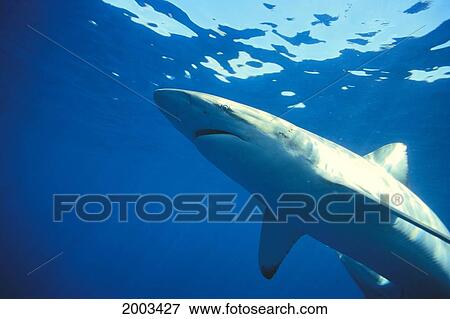 Australia, Bronze Whaler Shark Near Surface, Side Angle (Carcharhinus Brachyurus) View Large Photo Image Stock Photo - Australia, Bronze Whaler Shark Near Surface, Side Angle (Carcharhinus Brachyurus). Fotosearch