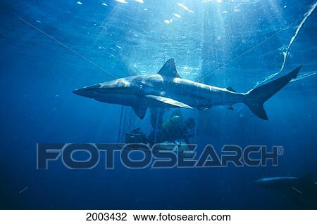Australia, Bronze Whaler Shark Foreground, Divers In Dive Cage Background, Sun Shining Through (Carcharhinus Brachyurus) View Large Photo Image Stock Image - Australia, Bronze Whaler Shark Foreground, Divers In Dive Cage Background, Sun Shining Through (Carcharhinus Brachyurus). Fotosearch