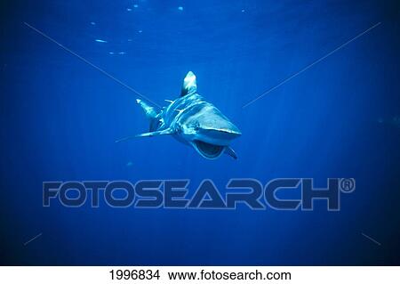 Australia, Bronze Whaler Shark With Surface Reflections, Jaw Open (Carcharhinus Brachyurus) A78C View Large Photo Image Picture - Australia, Bronze Whaler Shark With Surface Reflections, Jaw Open (Carcharhinus Brachyurus) A78C. Fotosearch