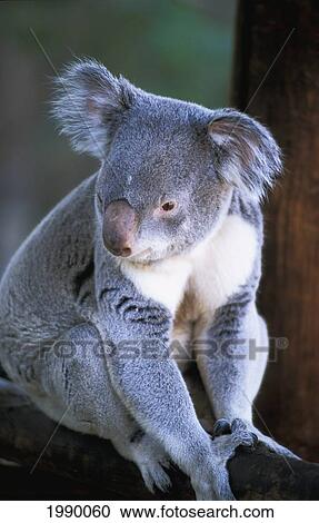 Stock Image - Australia, Close-Up (Full Body) Of Koala Perched In Tree Against Blurry Green.. Fotosearch