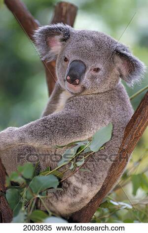 Stock Photography - Australia, Close-Up Of Single Koala Sitting In Tree, Looks At Camera. Fotosearch
