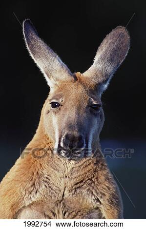 Picture - Australia, Close-Up Portrait Of A Red Kangaroo.. Fotosearch